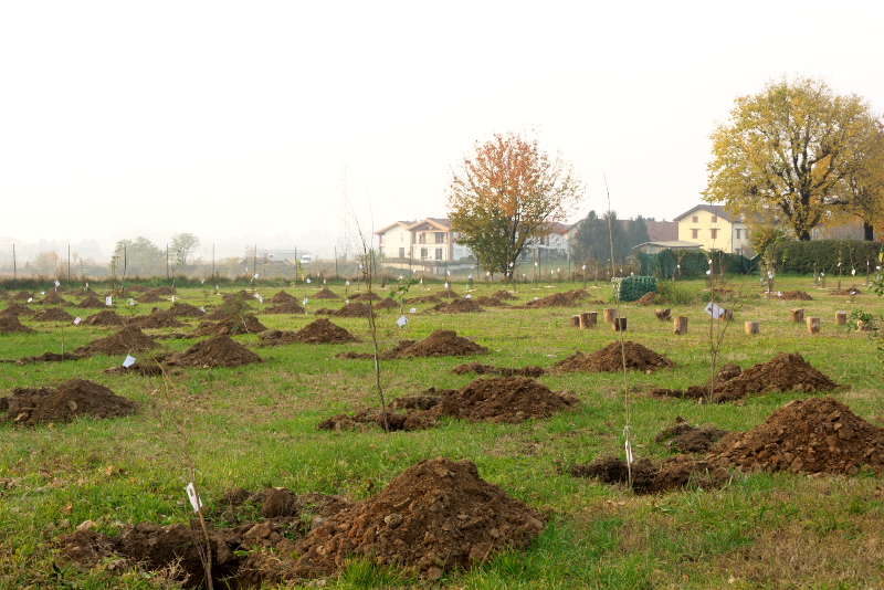 casatenovo_giornata_albero_2.jpg (340 KB)