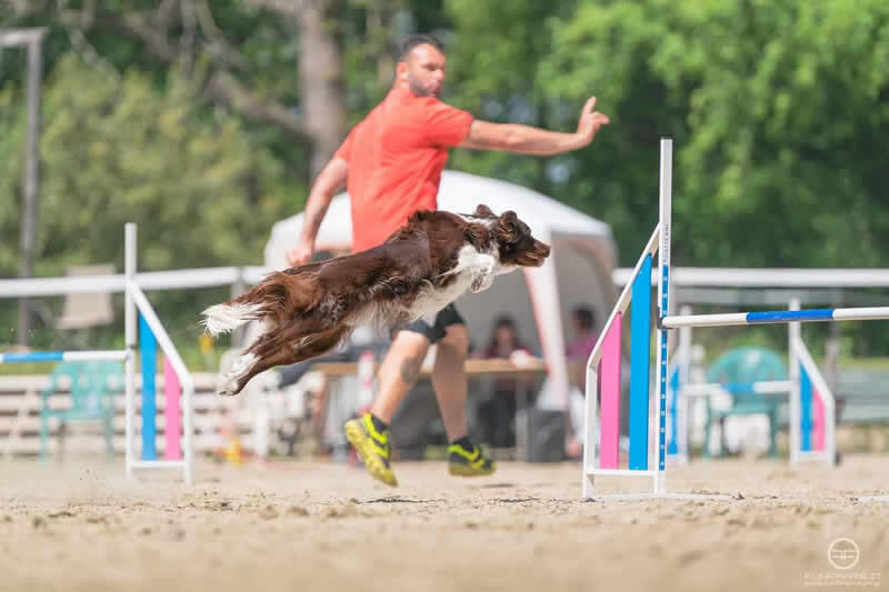 oggiono_agility2.jpg (38 KB)