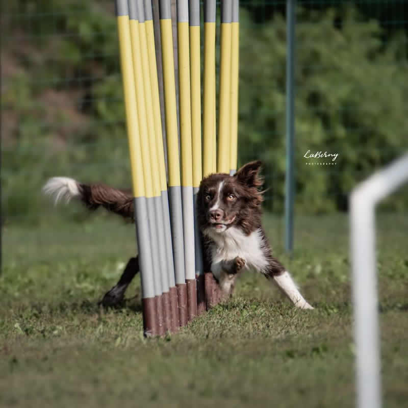 oggiono_agility5.jpg (42 KB)