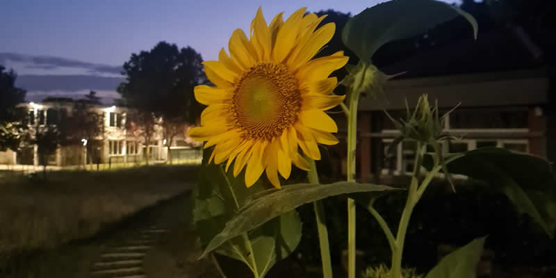 Girasole a Barzanò