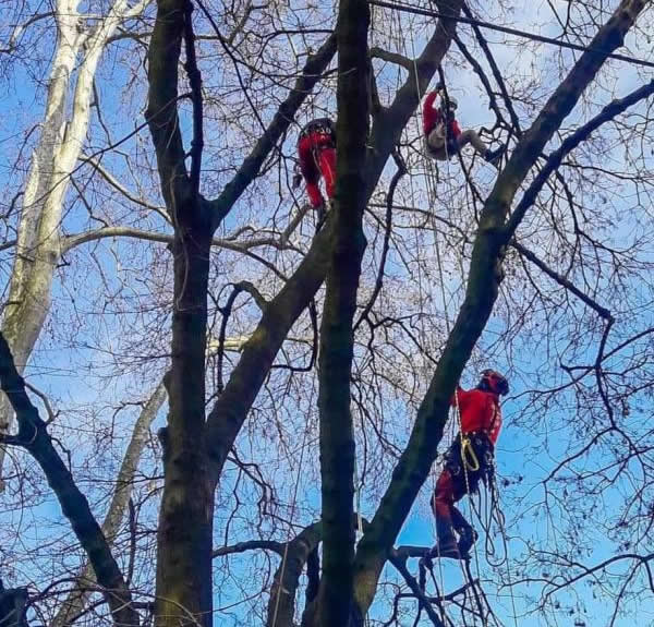 tree_climbing_2.jpg (94 KB)