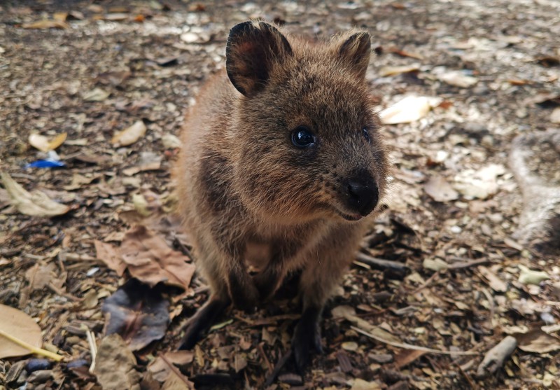 foto_1_quokka.jpg (126 KB)