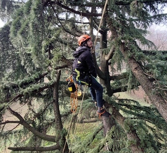 tree_climbing_2.jpg (180 KB)