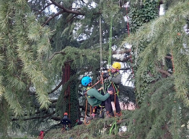 tree_climbing_3.jpg (178 KB)