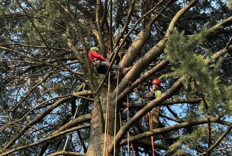 tree_climbing_4.jpg (203 KB)