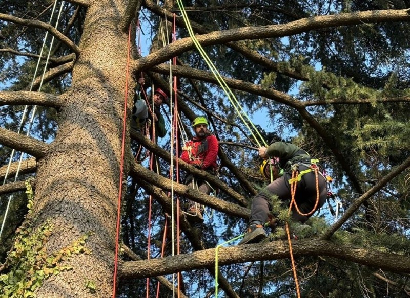 tree_climbing_5.jpg (215 KB)