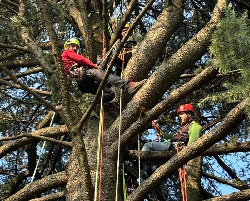 tree_climbing_6.jpg (218 KB)