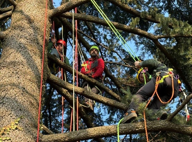 tree_climbing_7.jpg (206 KB)