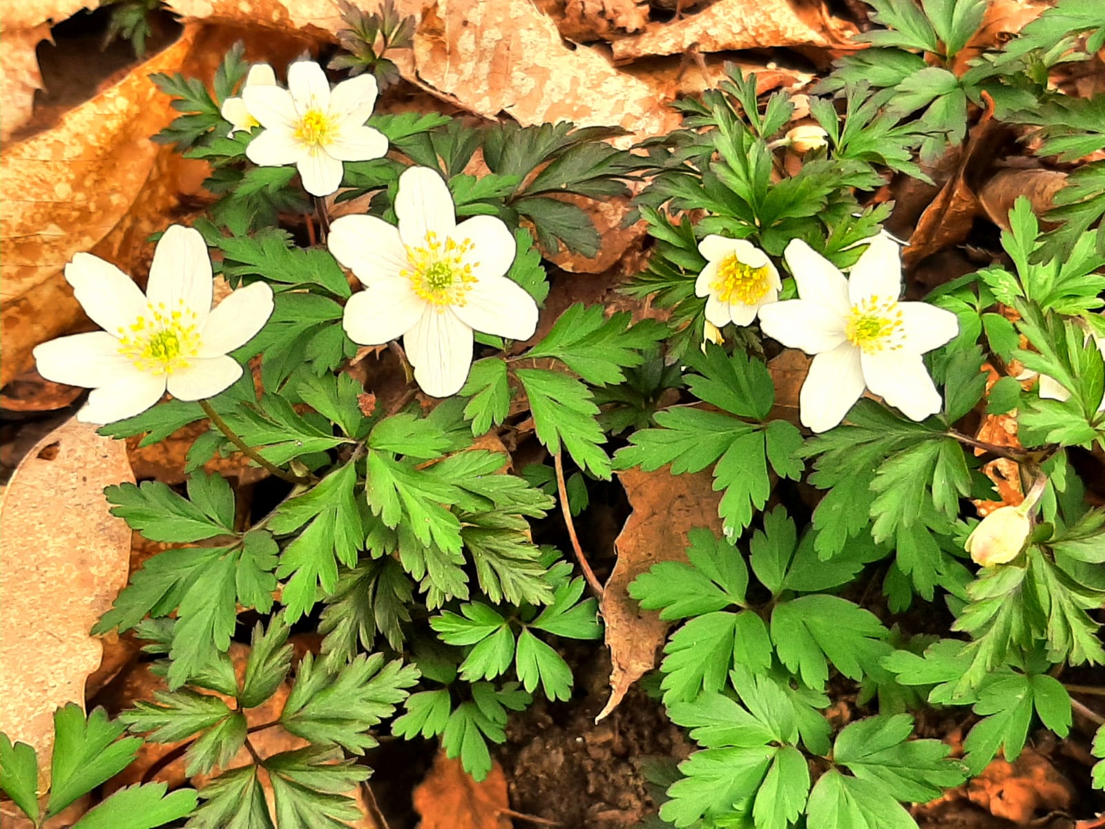 La flora in Valletta